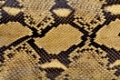 Detail, Vintage handbag for ladies made of genuine snakeskin, alte Damenhandtasche aus echtem Schlangenleder