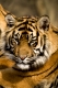 Head shot of Sumatran Tiger looking at viewer