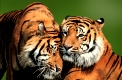 Sumatran Tigers   /   (Panthera tigris sumatrae)   /   Sumatratiger