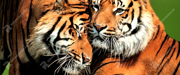 Sumatran Tigers   /   (Panthera tigris sumatrae)   /   Sumatratiger