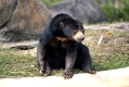 Malayenbaer
Sun Bear
Helarctos malayanus
Zoo