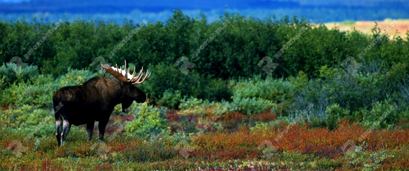 Elchbulle und Tundralandschaft

Moose-bull and tundralandscape

Alces alces/ Authentic wild

Denali-NP/ USA/Alaska