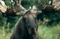 Elchbulle mit Bastgeweih/Elchschaufler
Moose-bull
Alces alces/ Authentic wild
Denali-NP/ USA/Alaska