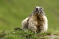 Murmeltiere, Marmota, in den Alpen, Alpenmurmeltier Alpine Marmot, Austria