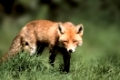 Red Fox   /   (Vulpes vulpes)   /   Rotfuchs