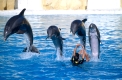 Grosser Tuemmler, bottlenose dolphin, tursiops truncatus, menschenfreundlicher delphin, delphinarium, delfinarium, teneriffa, spanien, vier, springen, ausbildung, training