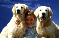 Golden Retriever
Hund, Hunde, dog, dogs