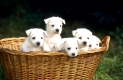 Westhighland White Terrier, westie