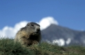 Alpine Marmot,  Alpenmurmeltier, Marmota marmota
N.P. Hohe Tauern,Kaernten, Austria