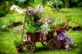 Leiterwagen mit bunten Blumen in einem Garten
