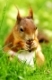Eichhörnchen, Sciurus vulgaris, Red Squirrel

ißt einen Nuss, eating a nut