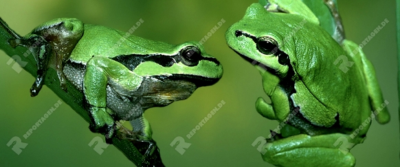 Laubfroesche   /   (Hyla arborea)   /   Tree Toads, Tree Frogs