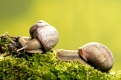 Edible Snails, Germany   /   (Helix pomatia)  /   Weinbergschnecken, Deutshland