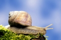 Edible Snail, Germany   /   (Helix pomatia)  /   Weinbergschnecke, Deutschland   /   [Europa, europe, Andere Tiere, other animals, Schnecken, snails, aussen