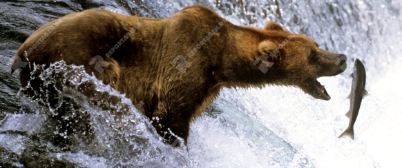 Lachsfischender Braunbaer, Ursus arctos, salmon fishing brown bear, Katmai National Park, Alaska