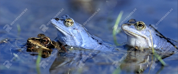 Moorfrösche, Männchen zur Laichzeit blau gefärbt,bei der Paarung