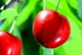 Cherry tree with ripe cherries