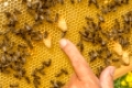 Pflegebienen ( Ammenbienen) an den Weiselzellen;                  Hattstedt, Nordfriesland, Schleswig - Holstein, Norddeutschland, Europa
