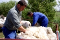 Erleben wie Schafscherer  Schafe in Windeseile scheren
