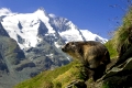 Das Alpen-Murmeltier - 
Bekannt und doch voller Geheimnisse