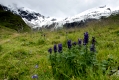 Das Alpen-Murmeltier - 
Bekannt und doch voller Geheimnisse