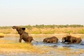 Afrikanische Elefanten – sanfte Riesen in Not