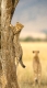 Weltnaturerbe Serengeti gerettet?